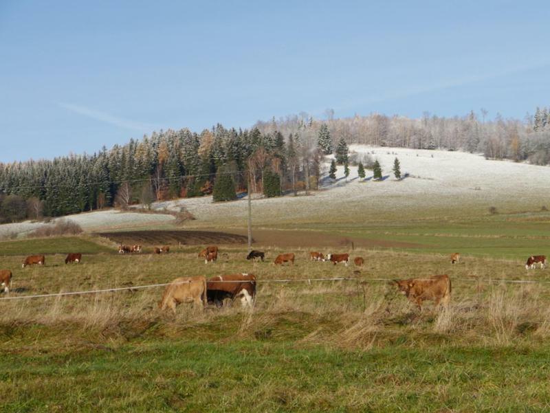 Pod Kasztanem Gospodarstwo Agroturystyczne Stronie Slaskie Exterior photo